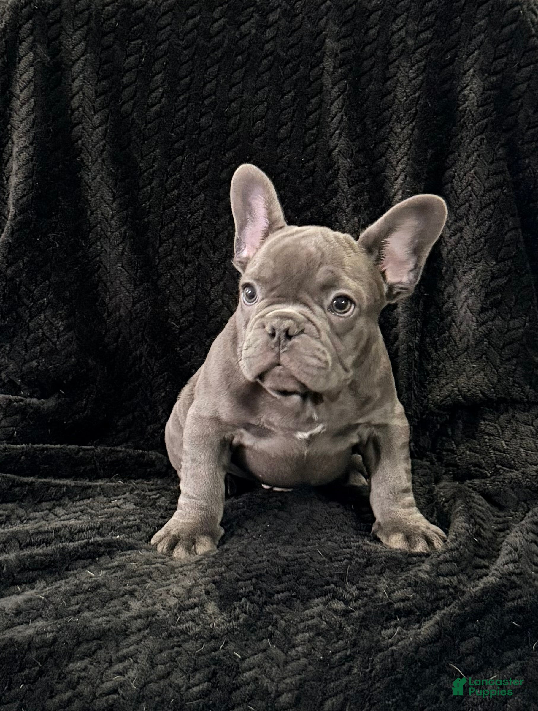 French Bulldog dogs Kenny - Ad 1