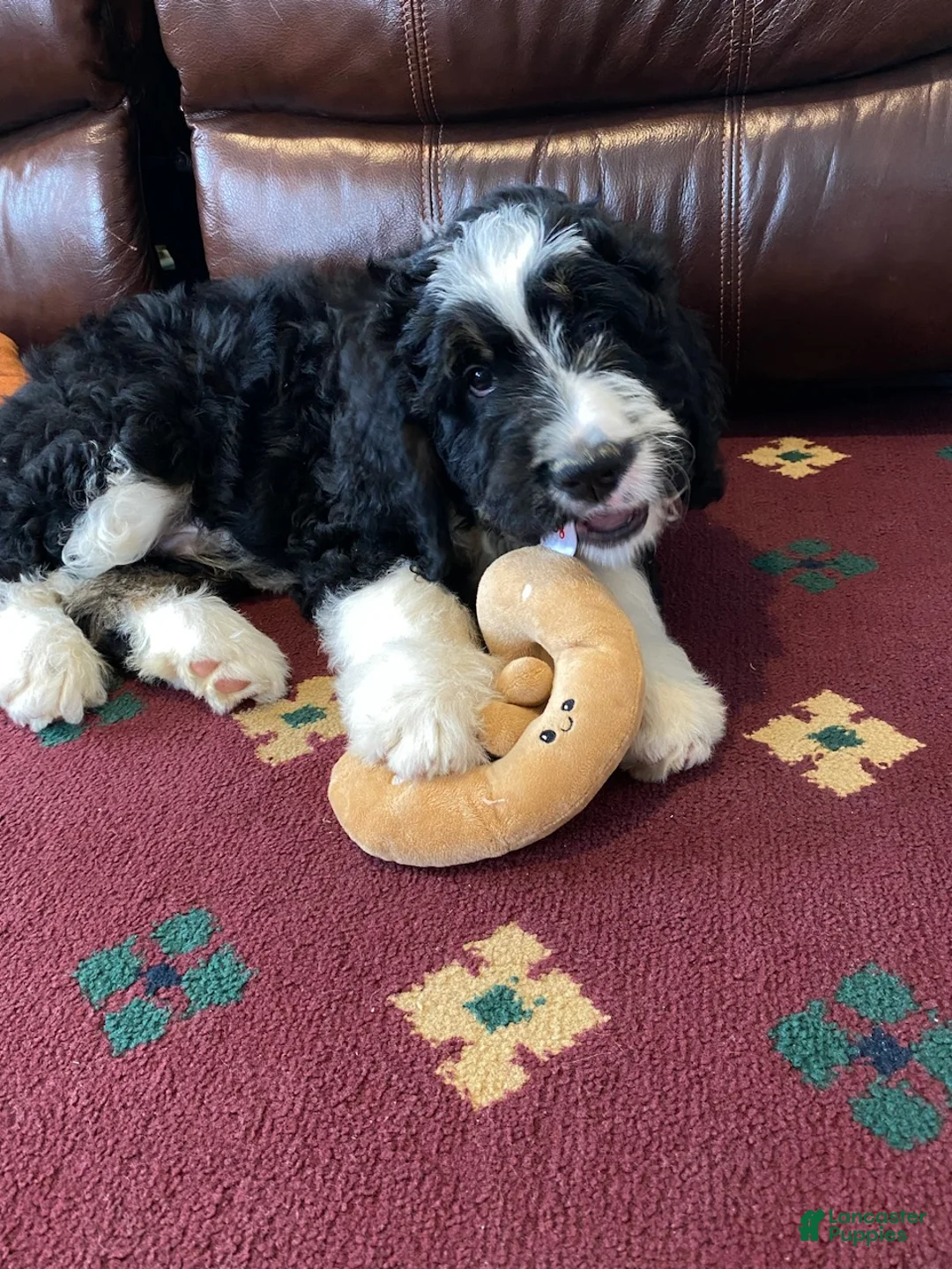 Bernedoodle dogs for sale: Sammy - Ad 5