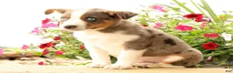 Miniature Australian Shepherd dogs for sale: Bingo - Ad 3