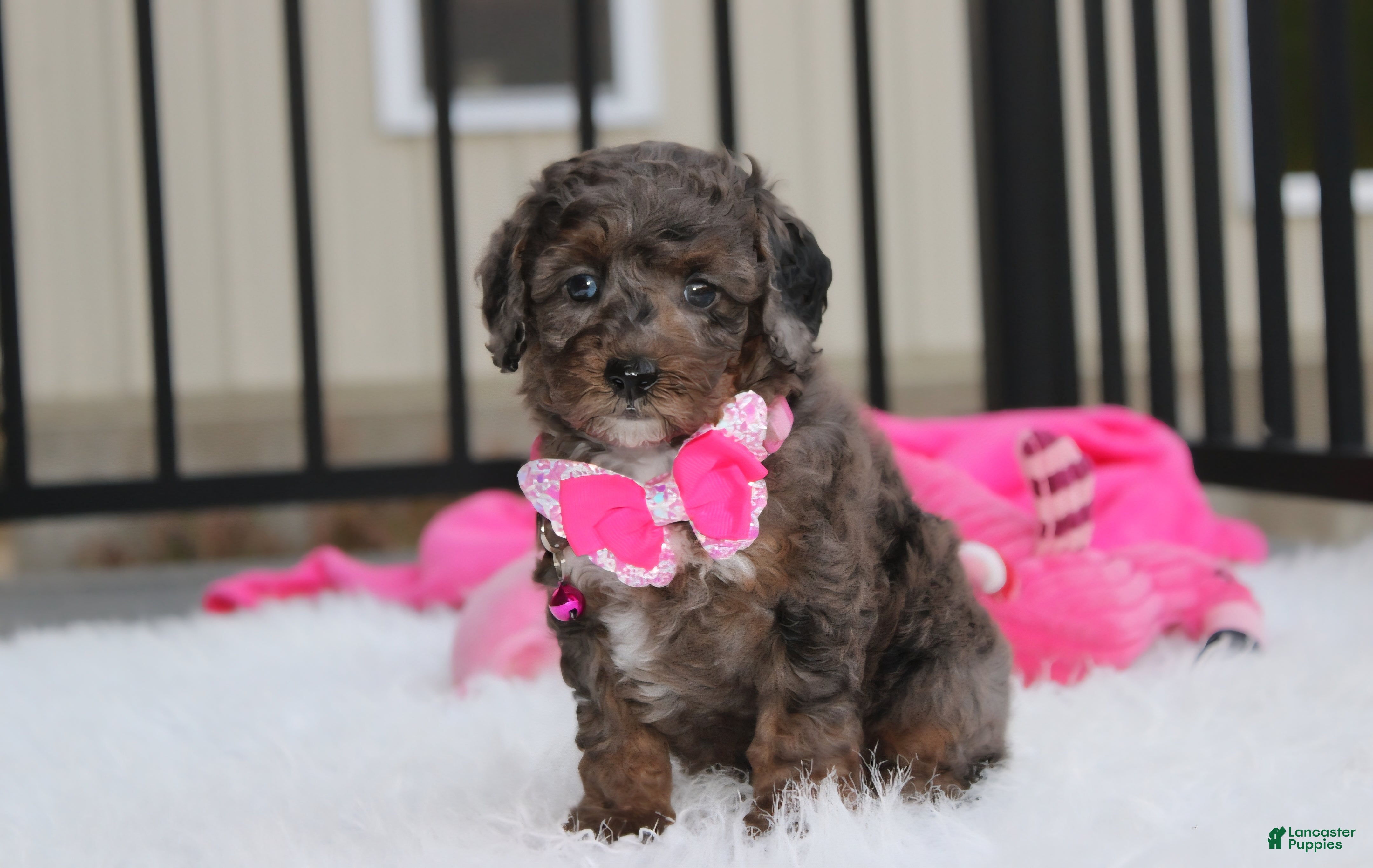 Miniature Poodle dogs for sale:  Brinley - Ad 1