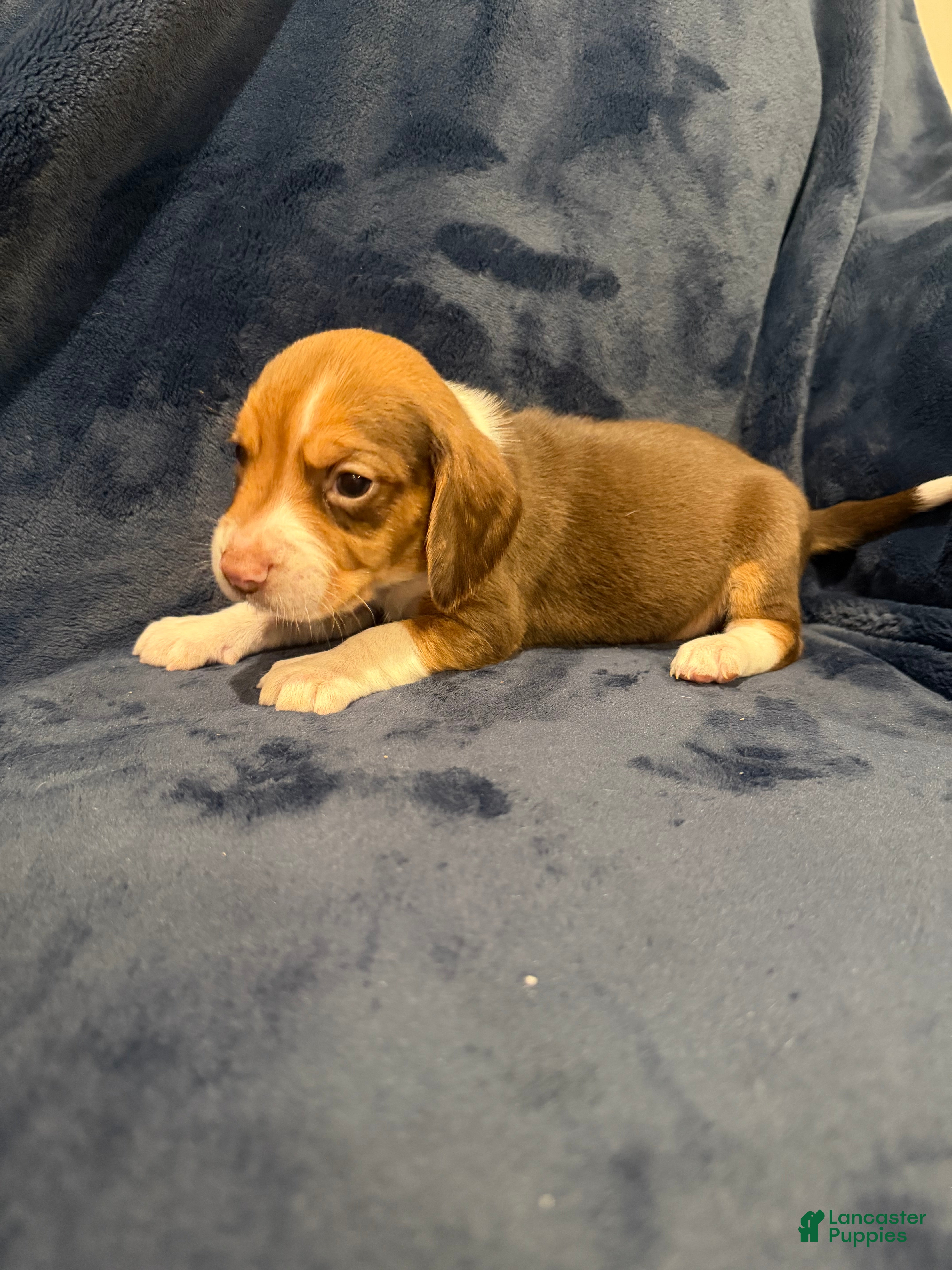 Beagle dogs Beagle Puppy 2 - Ad 18