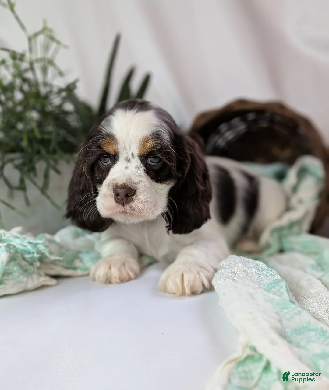 Cocker Spaniel dogs for sale: Zeke - Ad 9
