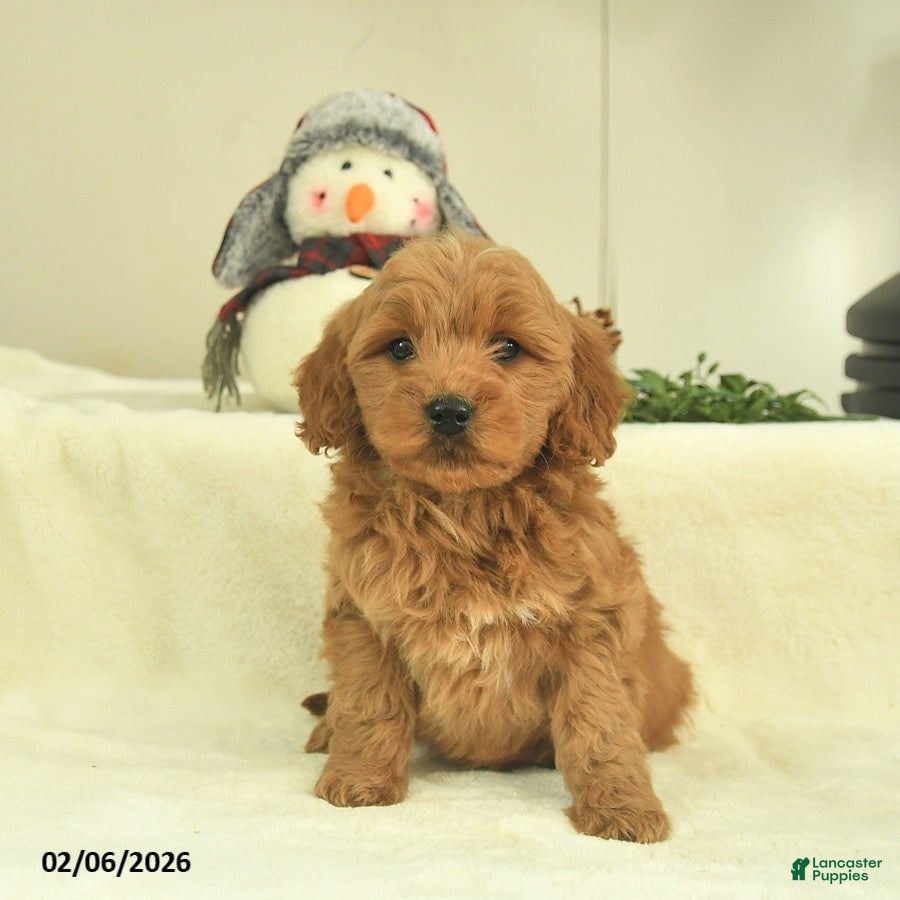 Goldendoodle dogs Delilah  - Ad 40