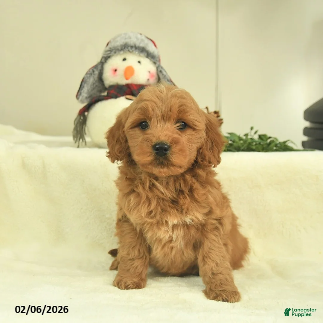 Goldendoodle dogs for sale: Delilah  - Ad 1