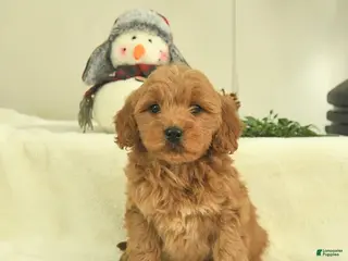 Goldendoodle dogs Delilah - Ad 40