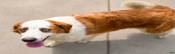 Goberian dogs for sale: Sydney - Ad 4