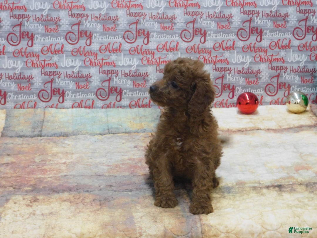 Goldendoodle dogs for sale: Mini Ginger - Ad 5