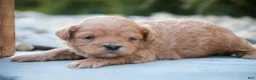 Shihpoo dogs for sale: Tommy Shihpoo  - Ad 7