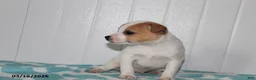 Jack Russell Terrier dogs for sale: Tawny - Ad 3