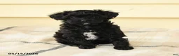 Yorkiepoo dogs for sale: Celeste - Ad 5