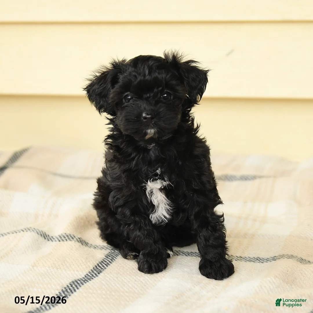 Yorkiepoo dogs for sale: Celeste - Ad 5