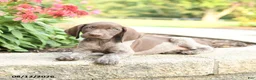 German Shorthaired Pointer dogs for sale: Ben - Ad 4