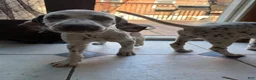 Dalmatian dogs for sale: Salt - Ad 3