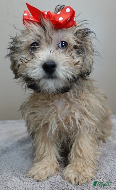 Maltipoo dogs Male Sale #6 - Ad 7