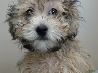 Maltipoo dogs Male Sale #6 - Ad 7