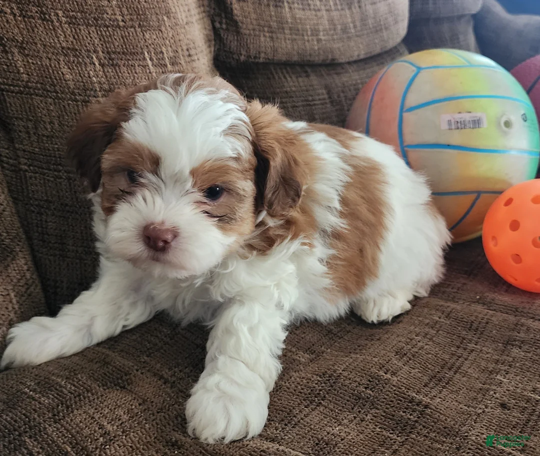 Shihpoo dogs for sale: HONEY - Ad 1
