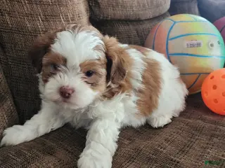 Shihpoo dogs HONEY - Ad 38