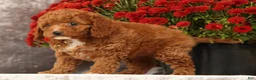 Cavapoo dogs for sale: Shelly - Ad 9