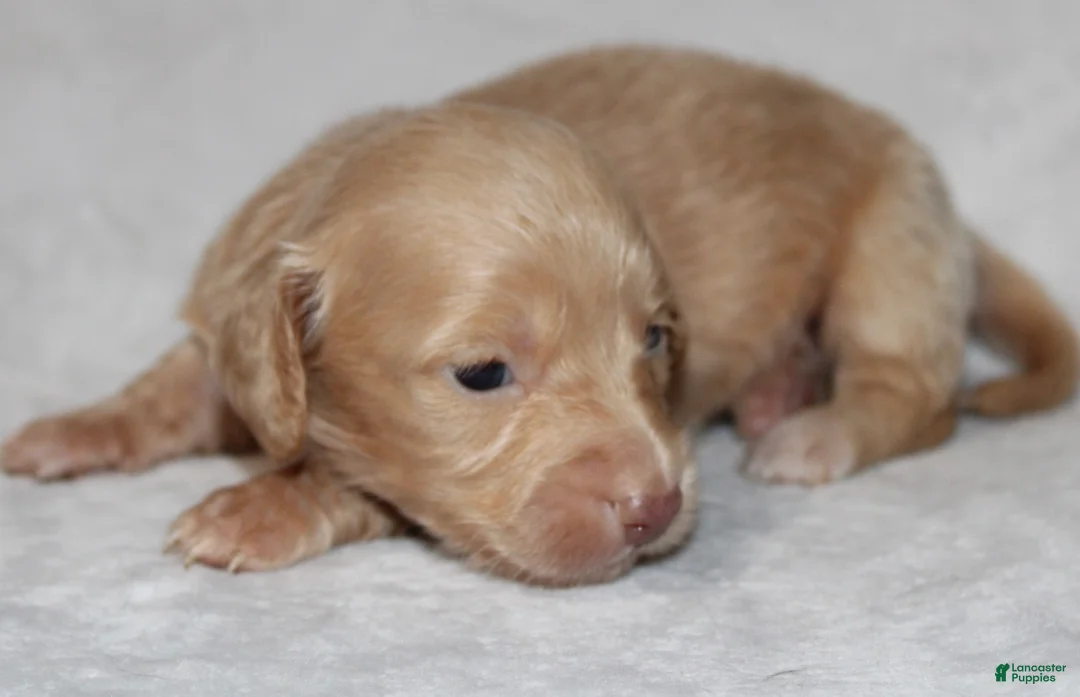 Miniature Dachshund dogs for sale: Sunny  - Ad 2