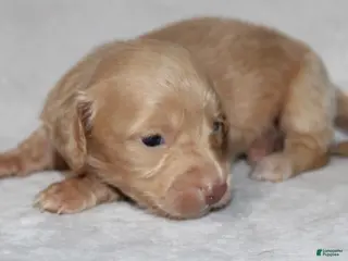 Miniature Dachshund dogs Sunny - Ad 2