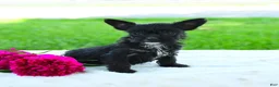 Yorkiepoo dogs for sale: Roscoe - Ad 3