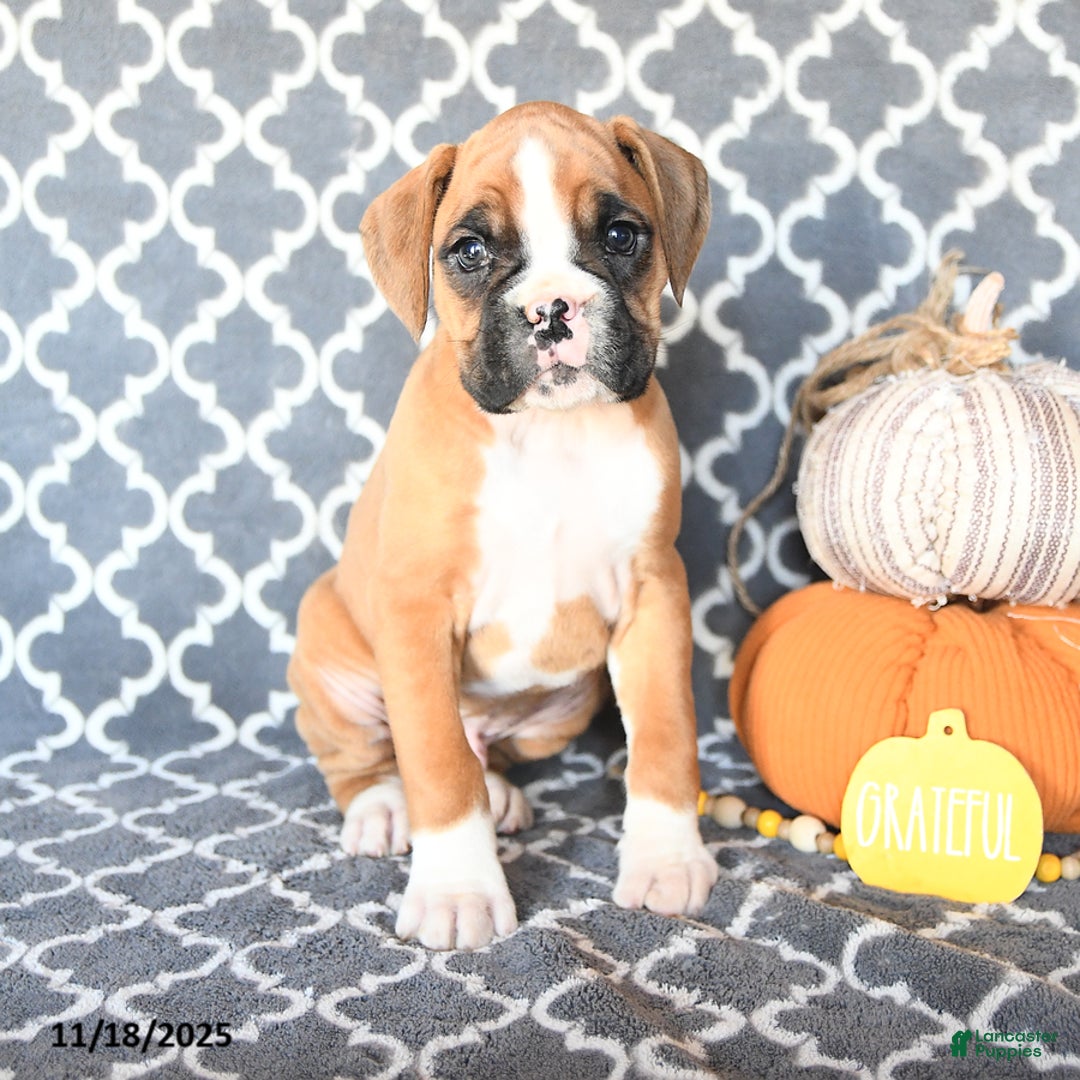 Boxer dogs for sale: Timmy - Ad 1