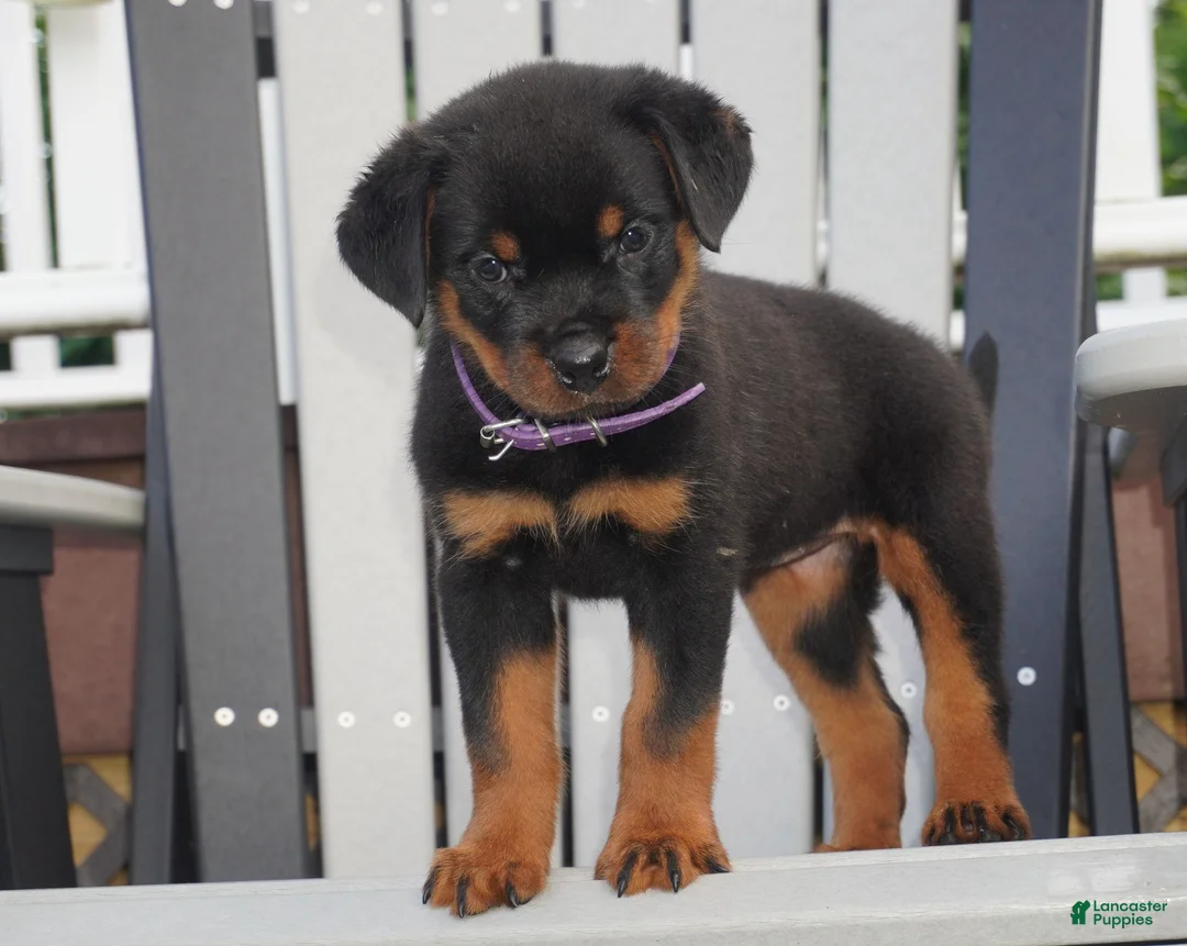 Rottweiler dogs for sale: Greta - Ad 2