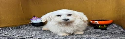 Mixed Breed dogs for sale: Mixed Breed 1 - Ad 1
