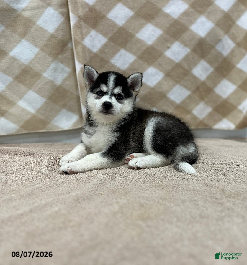 Pomsky dogs Penny - Ad 1