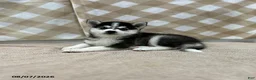 Pomsky dogs for sale: Penny - Ad 1