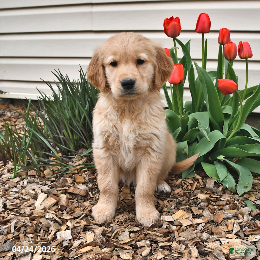 Golden Retriever dogs Maddie - Ad 2