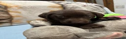 Labrador Retriever dogs for sale: Bella - Ad 34