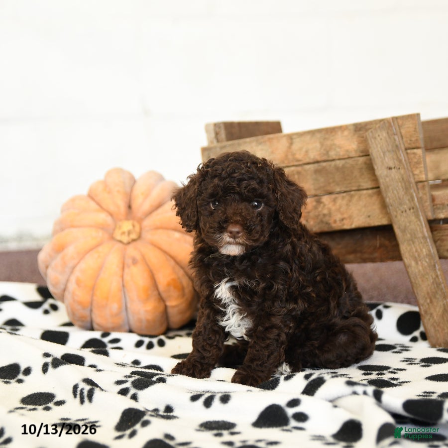 Toy Poodle dogs Dixie - Ad 2