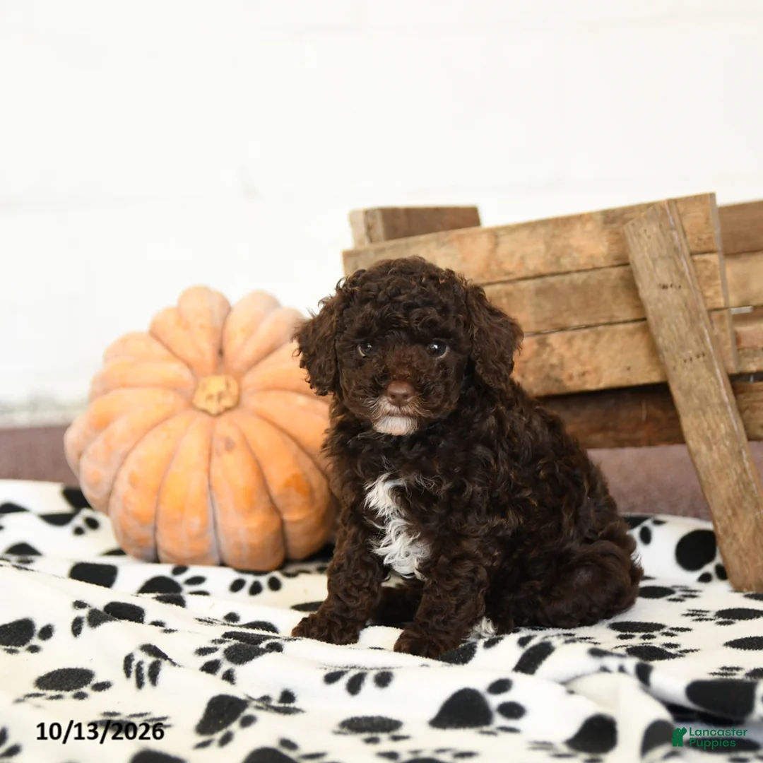 Toy Poodle dogs for sale: Dixie - Ad 2