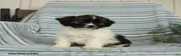 Shihpoo dogs for sale: Starburst - Ad 3