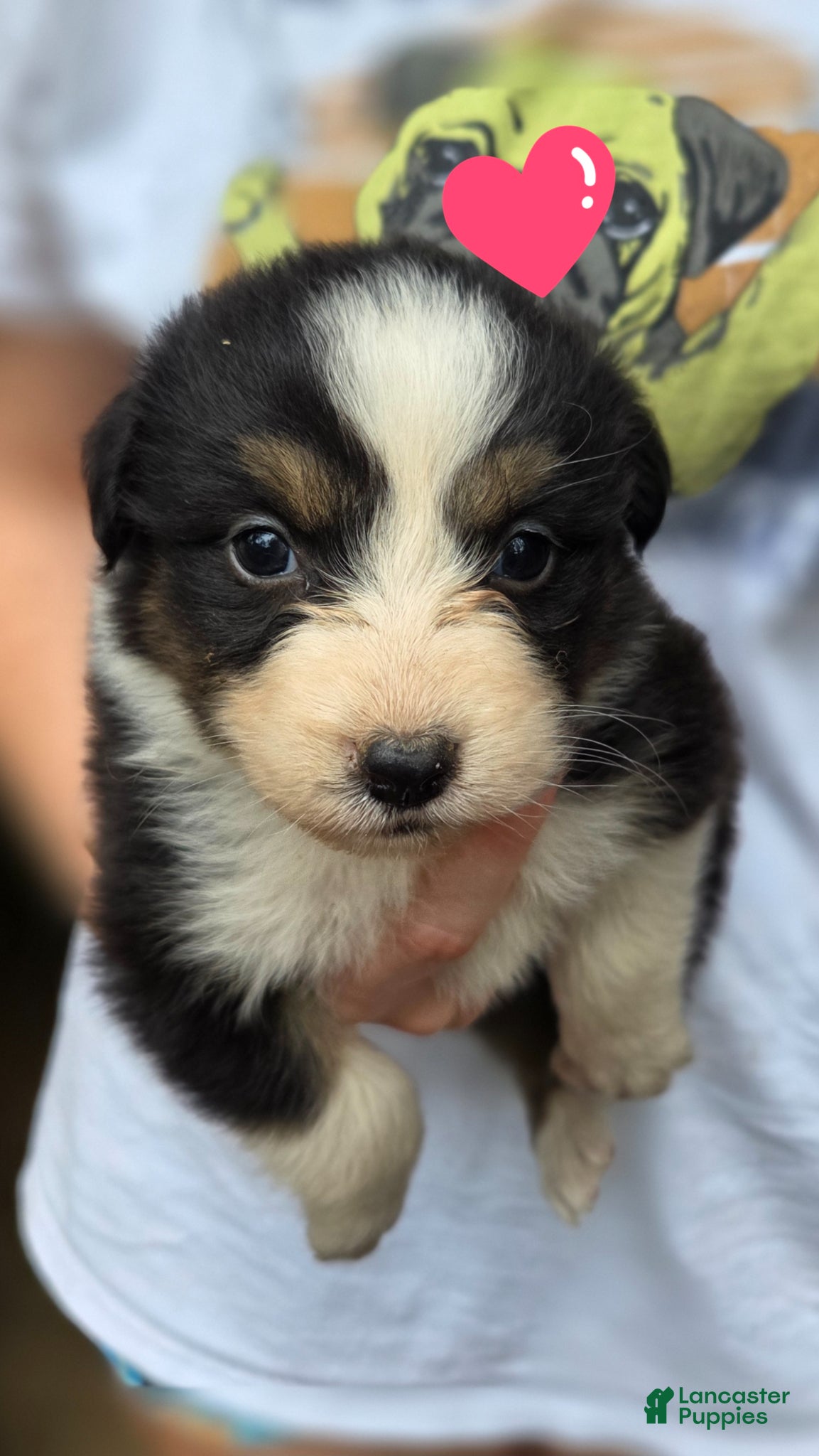 Australian Shepherd dogs for sale: Australian Shepherd Puppy 2 - Ad 2