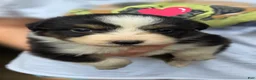 Australian Shepherd dogs for sale: Australian Shepherd Puppy 2 - Ad 1