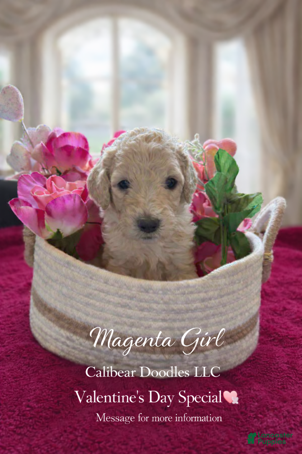 Goldendoodle dogs Goldendoodle Puppy 4 - Ad 12