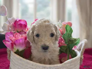 Goldendoodle dogs Goldendoodle Puppy 4 - Ad 12