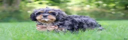 Cavapoo dogs for sale: Skeeter - Ad 4