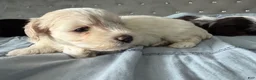 Miniature Schnauzer dogs for sale: Kira - Ad 2