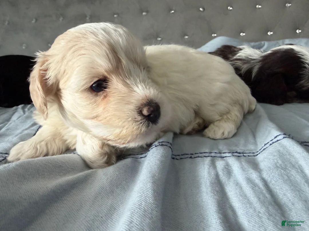 Miniature Schnauzer dogs for sale: Kira - Ad 2