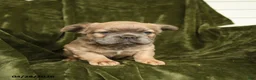 French Bulldog dogs for sale: Trouper - Ad 5
