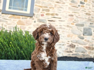 Mini Goldendoodle dogs - Ad 39