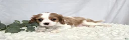 Cavalier King Charles Spaniel dogs for sale: Connor - Ad 3