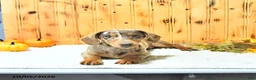 Miniature Dachshund dogs for sale: Brody - Ad 3