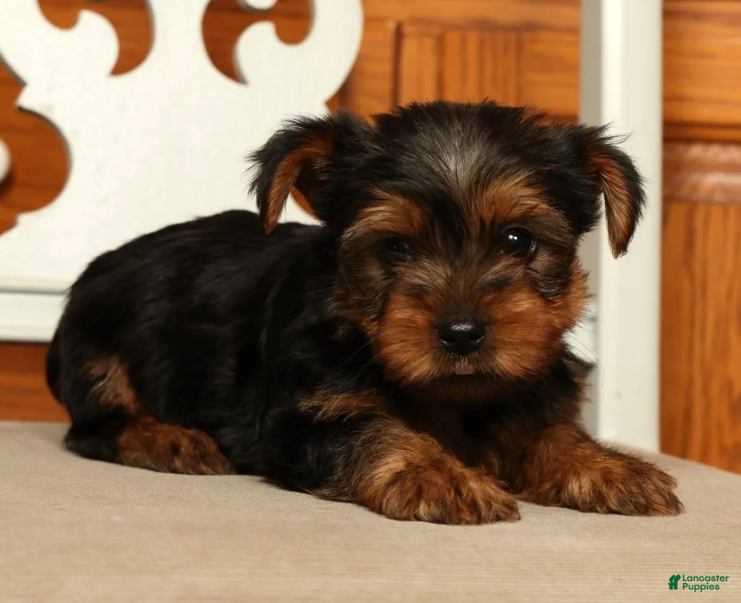 Yorkshire Terrier dogs for sale: Lucy - Ad 2