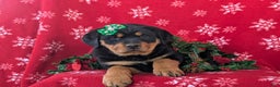 Rottweiler dogs for sale: Brandy - Ad 5