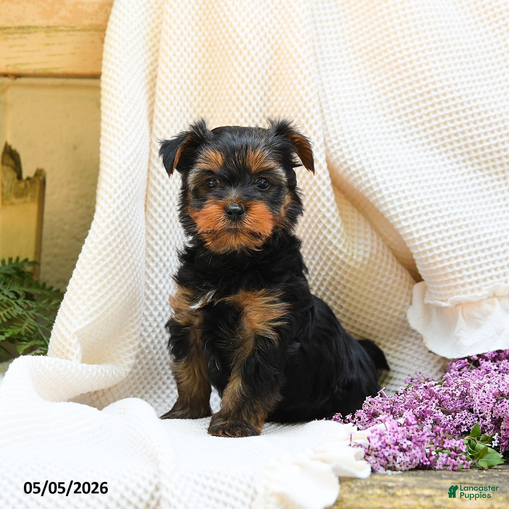 Yorkshire Terrier dogs Max - Ad 2