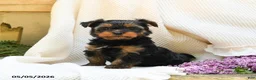 Yorkshire Terrier dogs for sale: Max - Ad 2